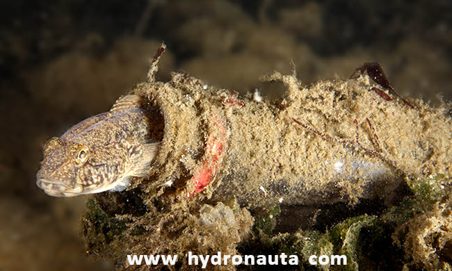 Gobius cobitis